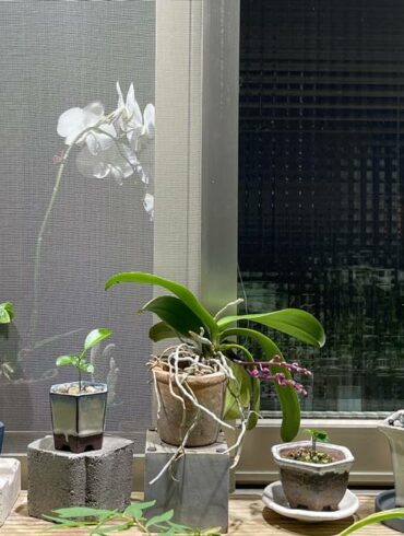 小型植物自有其精巧奇絕之美，並多了一分惹人憐愛的可愛(攝影/古碧玲)