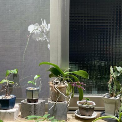 小型植物自有其精巧奇絕之美，並多了一分惹人憐愛的可愛(攝影/古碧玲)