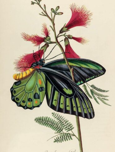 各式各樣的授粉性切葉蜂（切葉蜂科Megachilidae），雄性有時領域性極強。切葉蜂的蜂巢內襯「泡棉」，是雌蜂從葉子上刮下來的植物細毛。圖出自《外形的符號》，艾倫伯格於1828-1845 年出版。