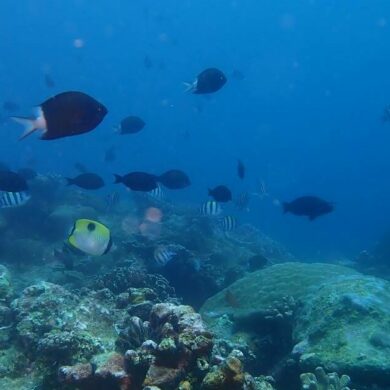 海中的魚群(攝影/鄭育慧)