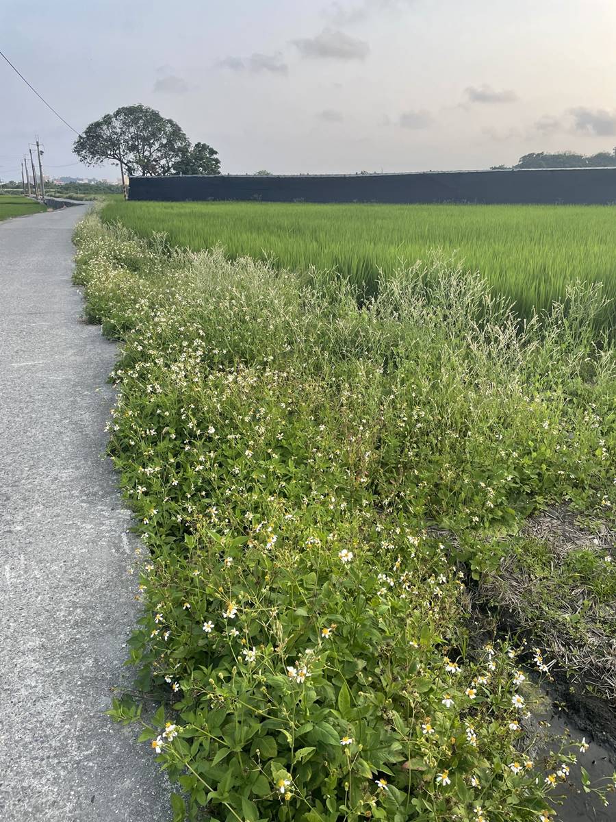種荖葉的黑網棚架、稻田、田埂上的繽紛雜草(四月中旬有茂盛的大花咸豐草和縐葉菸草)(攝影/羅紓筠)