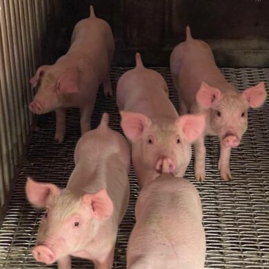 （攝影／古碧玲）