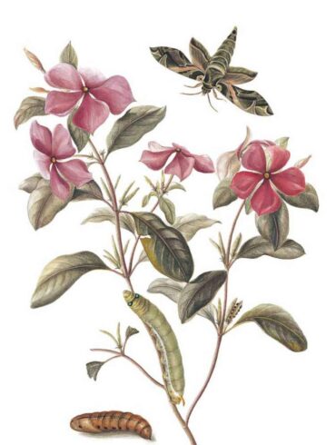 粉綠白腰天蛾 Daphnis nerii、日日春 Catharanthus roseus（圖／黃湘玲）