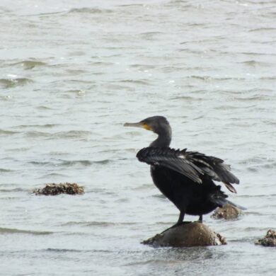 鸕鷀 Great Cormorant Phalacrocorax carbo 廣泛分布於歐亞非三洲，澳洲和紐西蘭也有族群。在臺灣和金門，鸕鷀都是優勢的冬候鳥，黃昏時分，可見到大群鸕鷀在水域邊的樹上棲息(攝影/林大利)