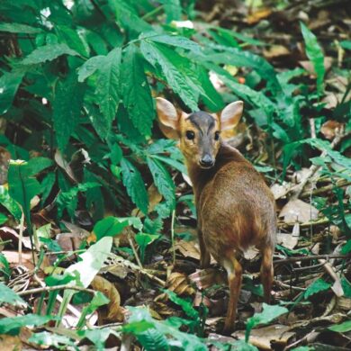 小山羌(提供/野灣野生動物保育協會)