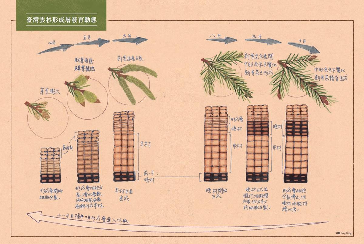 臺灣雲杉形成層發育動態( 繪圖/ Meg Dong)