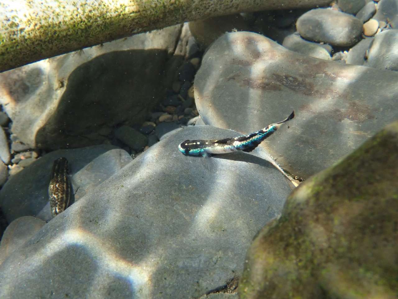 黑鰭枝牙鰕虎姿(攝影/李政霖)