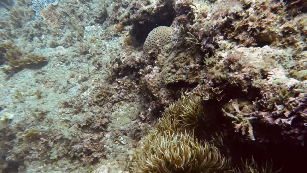 時間在這裡是垂直的,它會向下累積、會被海流帶走、會被魚鰓過濾再排出,也會透過呼吸進入我(攝影/徐子耘)