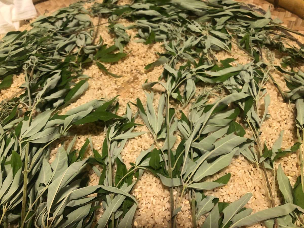 埔姜葉鋪放在煮好的米飯上,用於接菌、保溫、吸濕氣等等,以幫助米飯發酵,製成米麴(攝影/陳牖心)