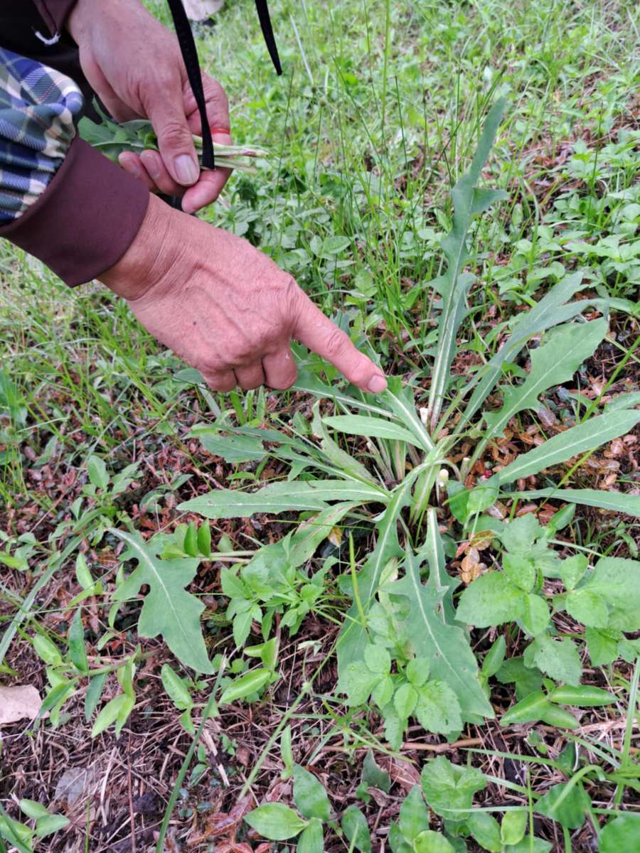 生命力旺盛的山A菜(攝影/楊依璇)