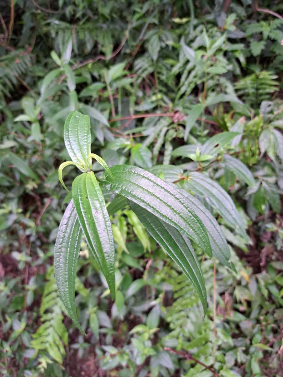 可以川燙也可以切碎來包野菜水餃的糯米糰(攝影/楊依璇)