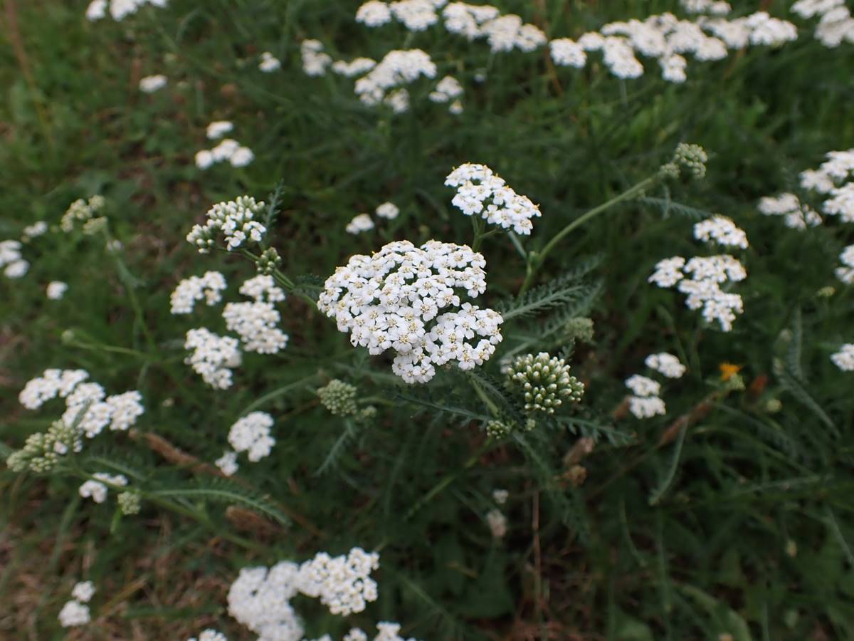 西洋蓍草(攝影/鄭育慧)