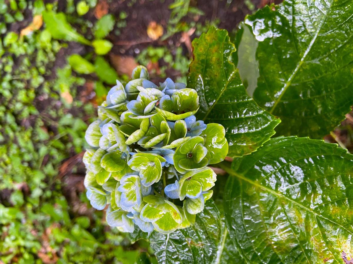 日人稱之為紫陽花的繡球花(攝影/周姚萍)
