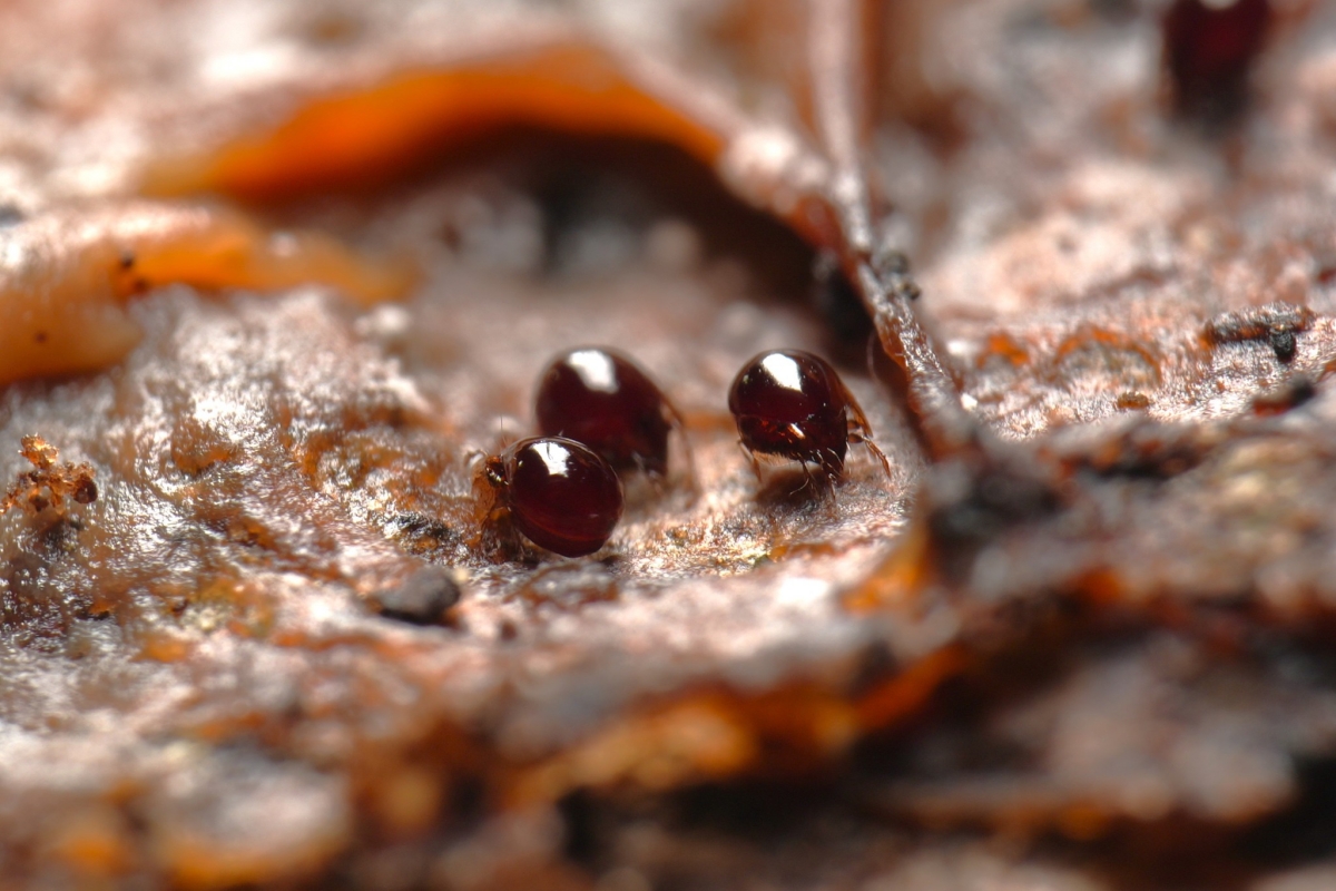 大翼甲蟎科 Galumnidae(攝影/林敬峰)