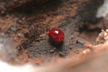 球狀少足蟲科Sphaeropauropodidae(攝影/林敬峰)