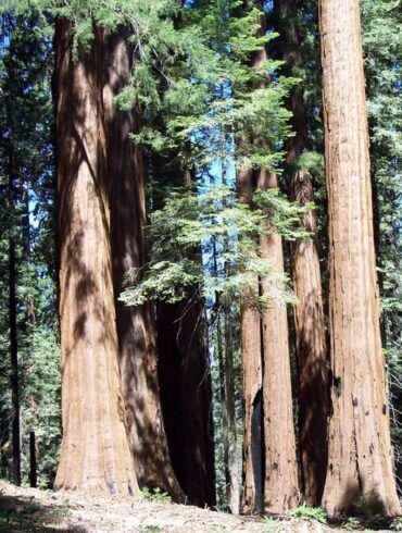 （圖／Carey Goldstein）