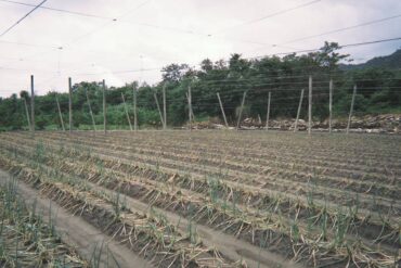 (攝影/楊諺珽)