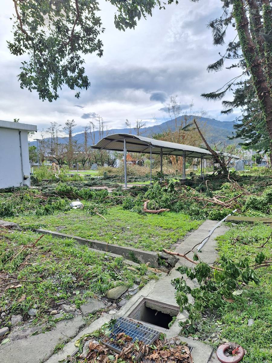 康芮颱風後,在舊玉小的的大樹被吹垮(攝影/何耀仁)