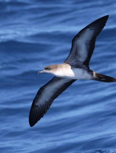 淡色型長尾水薙 (攝影/林毓恩)