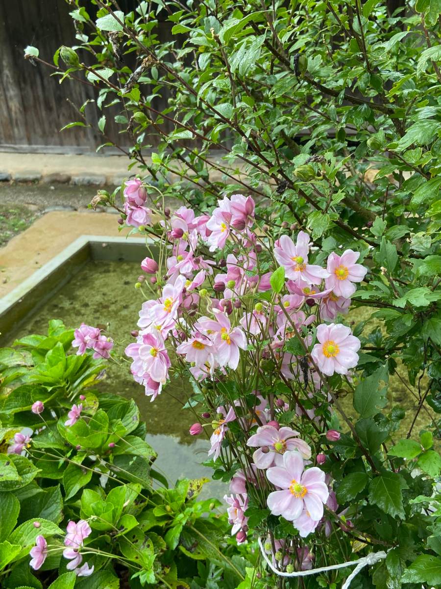 秋牡丹(攝影/周姚萍)