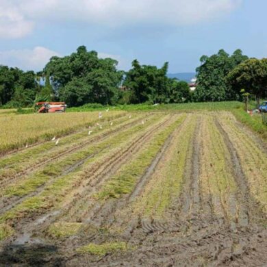 （圖／黃宥茹）