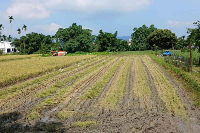 （圖／黃宥茹）