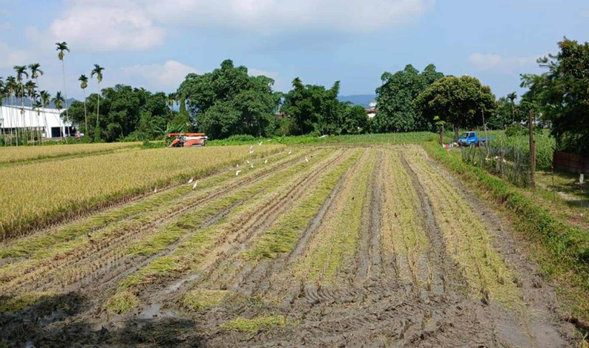 （圖／黃宥茹）