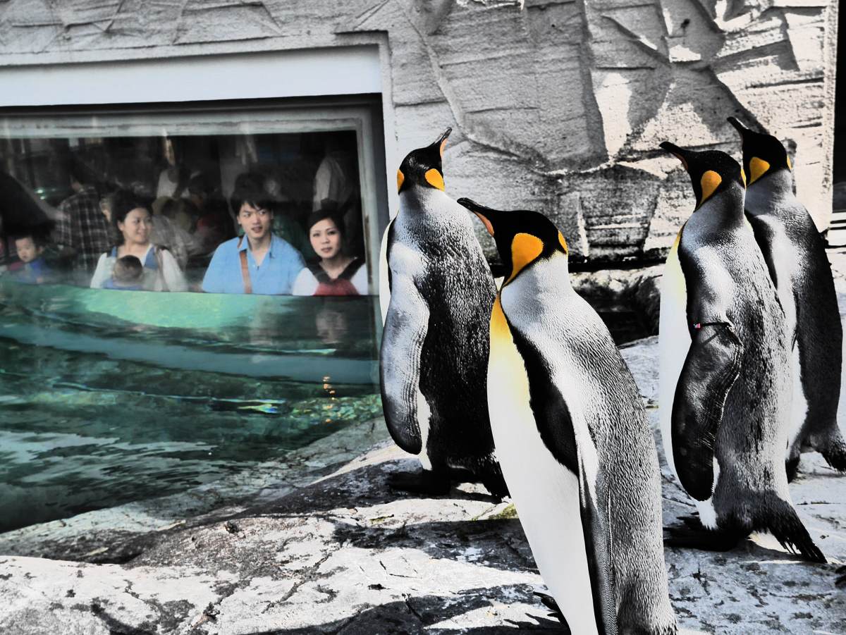 台北動物園(攝影/劉振祥)