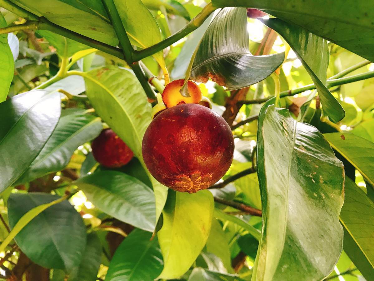 副刊三八四期 | 果物最相思