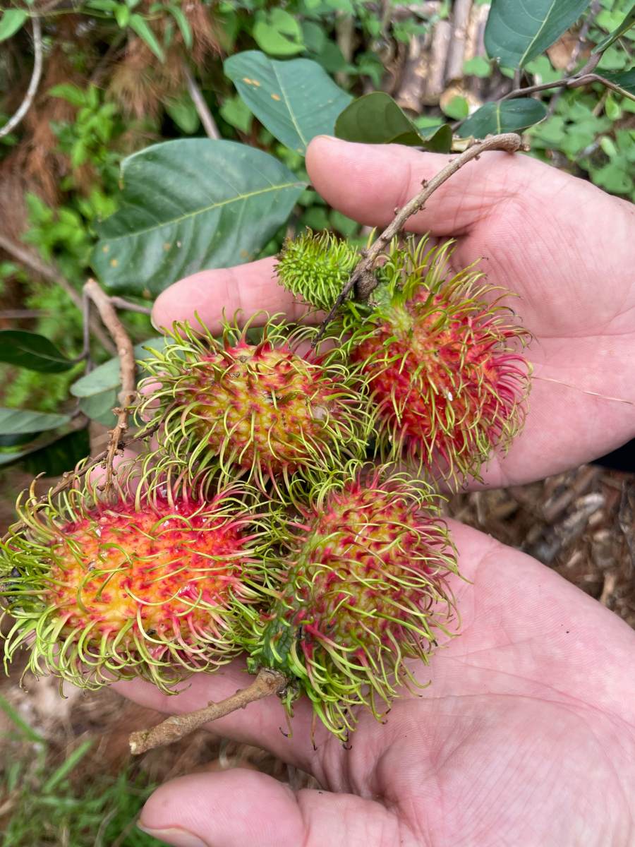 紅毛丹(攝影/王瑞閔)