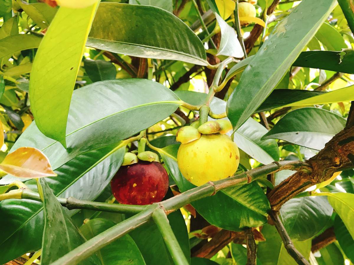 山竹(攝影/王瑞閔)