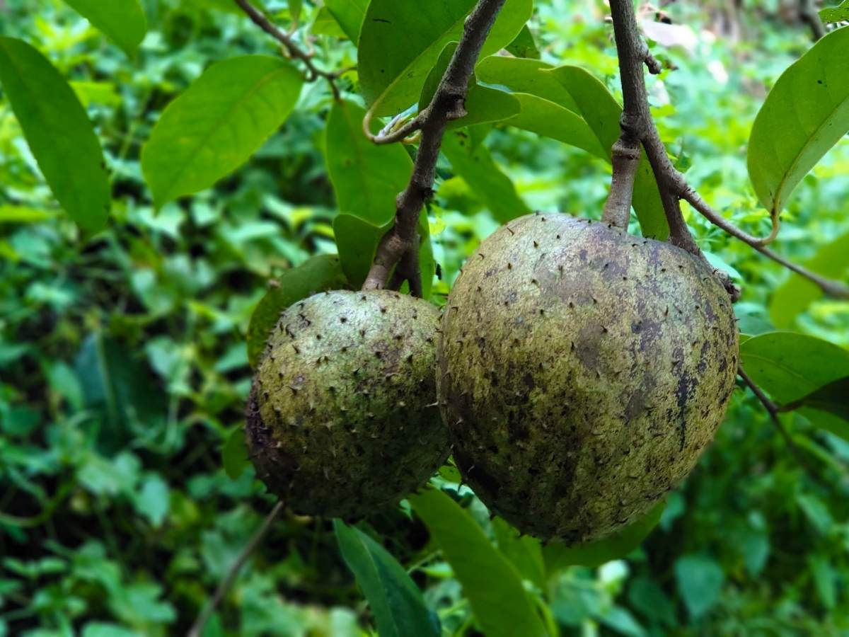 阿那那的果皮上有類似魚鱗狀排列的紋路,同時布滿一根根的軟刺(攝影/鍾舜文)