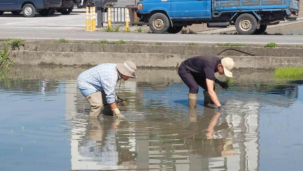 只是這次的主題，從「種田」變成了「釀酒」(攝影/楊文全)