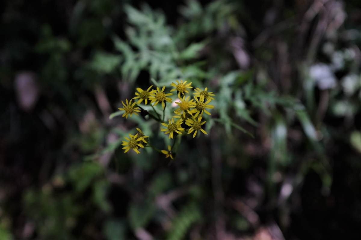 台灣劉寄奴(攝影/陳姵穎)