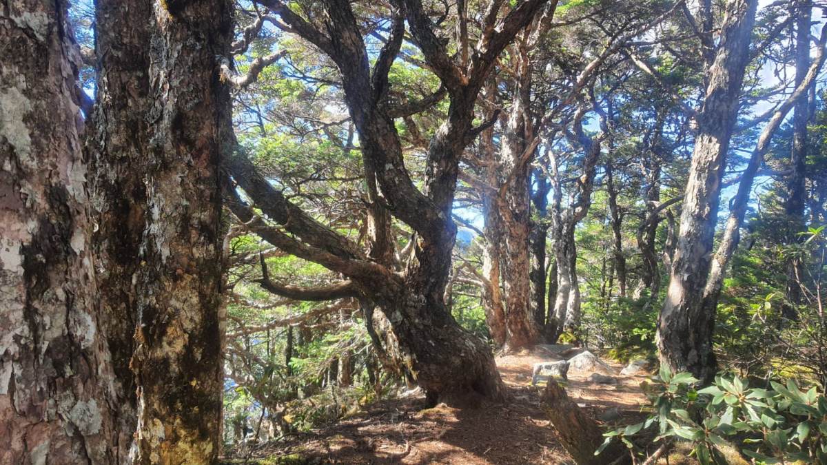 這座神之島,蓊蓊鬱鬱的山林,成就我們年少輕狂的夢,也見證我們中年現實的勞苦(攝影/劉崇鳳)