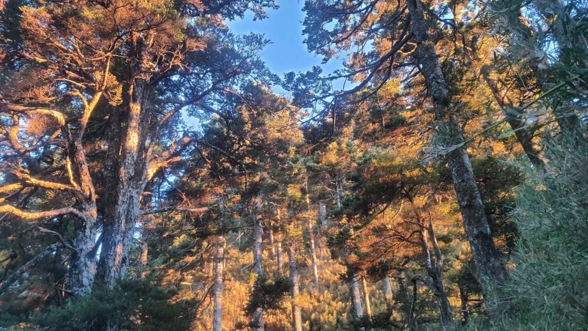 我知曉這路線,知曉越過那草坡、那層層疊疊的石塊、那樹林蔓枝(攝影/劉崇鳳)