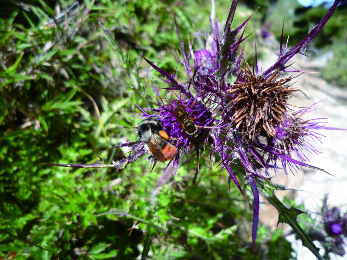 副刊三八八期 | 田間活物
