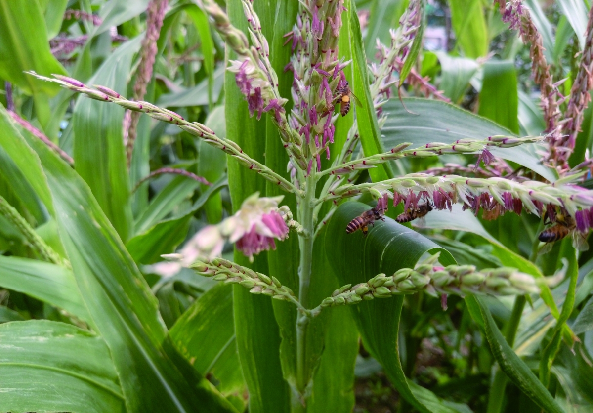 東方蜂採集玉米花粉(攝影/蔡明憲)