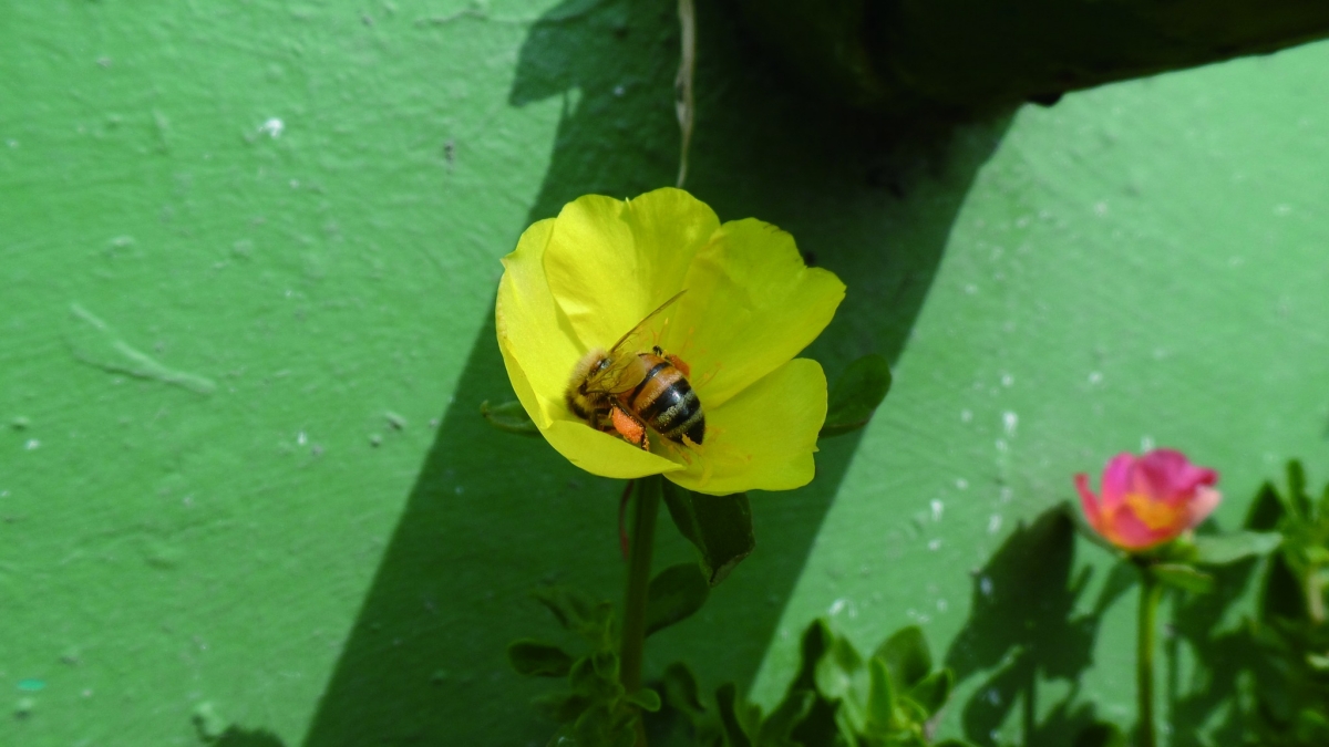 西洋蜂訪馬齒莧的花(攝影/蔡明憲)