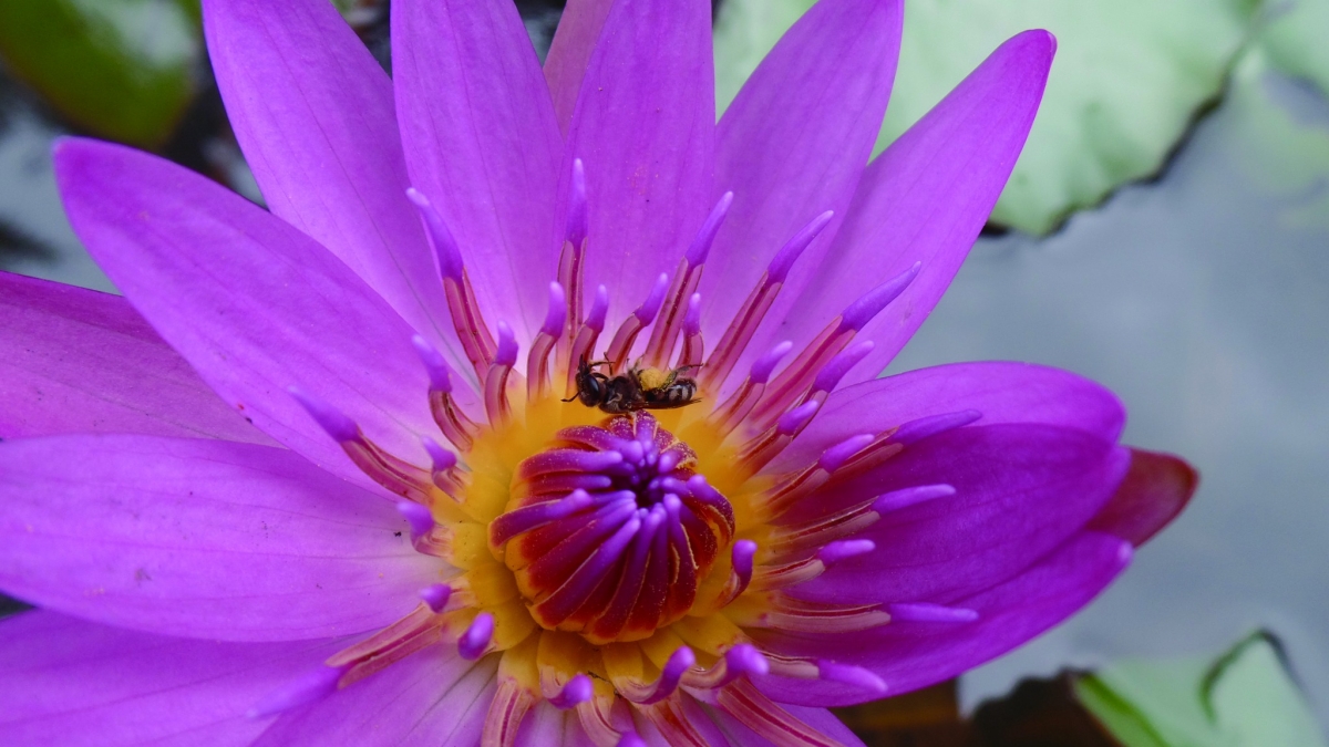 隧蜂訪睡蓮(攝影/蔡明憲)