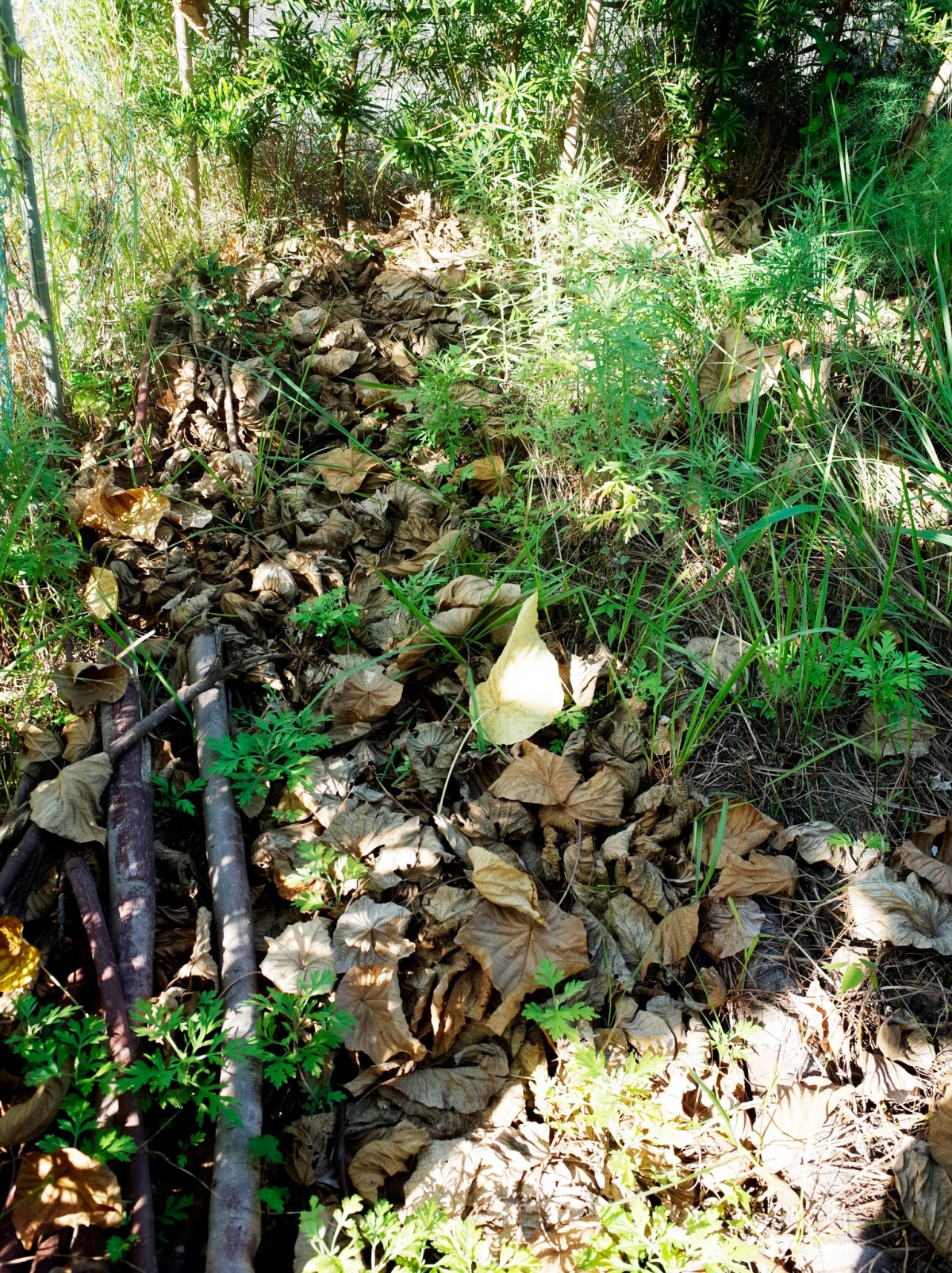 （攝影／戴芫品）