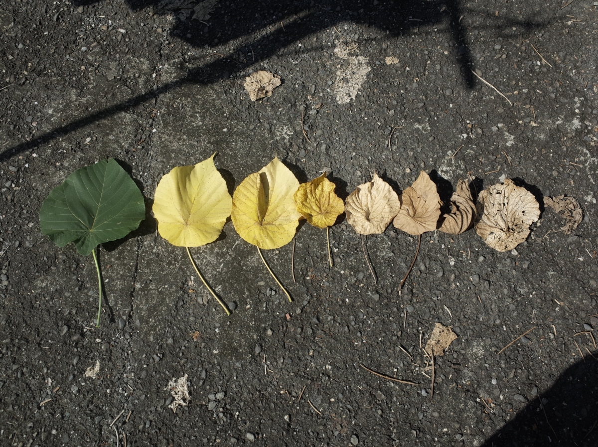 （攝影／戴芫品）