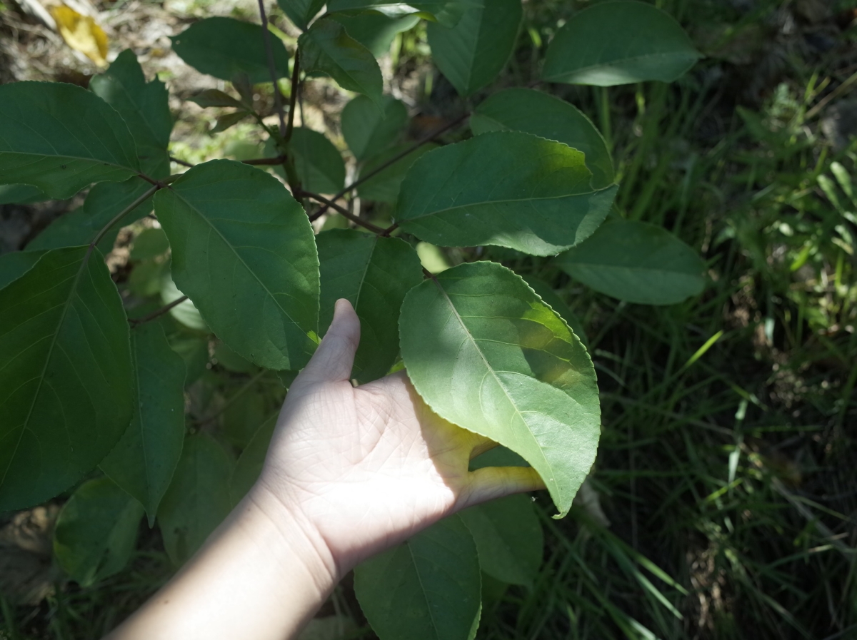 （攝影／戴芫品）