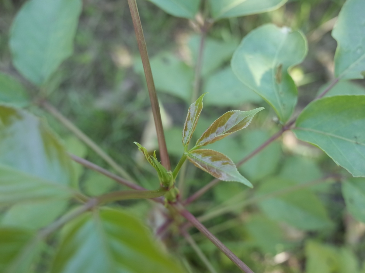 （攝影／戴芫品）