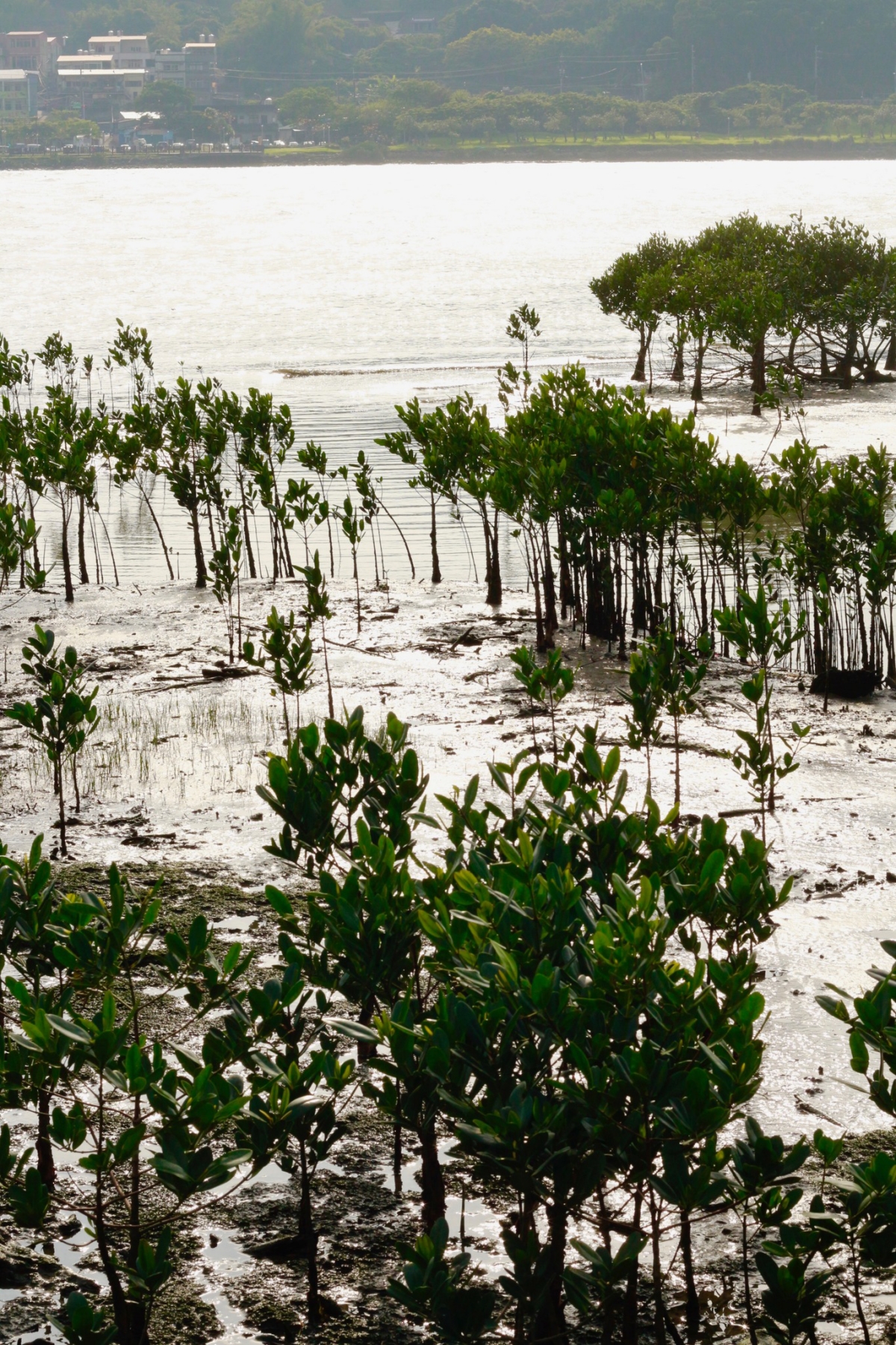 （攝影／許育銀）
