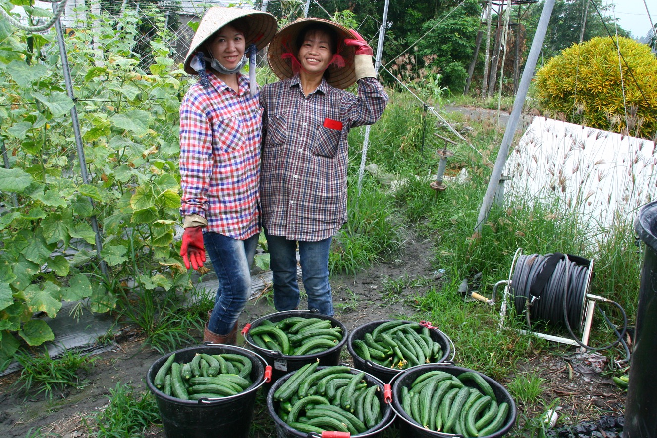 1-阿枝(左)和她的堂嫂，是田裡的姊妹、家族的夥伴，在菸葉產業結束後，她們這群新住民媽媽，將繼續在台灣農地上奮鬥。這五桶小黃瓜，是這對妯娌忙了一個早上的成果。-1326