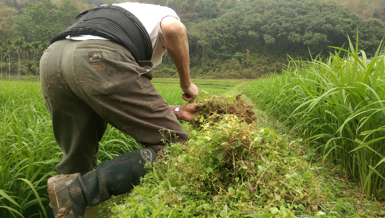 老菸農在菸葉採收後繼續種植一期稻，就跟過去一樣，他認分地在田埂上除草。只是未來，已經無菸可種。-1326