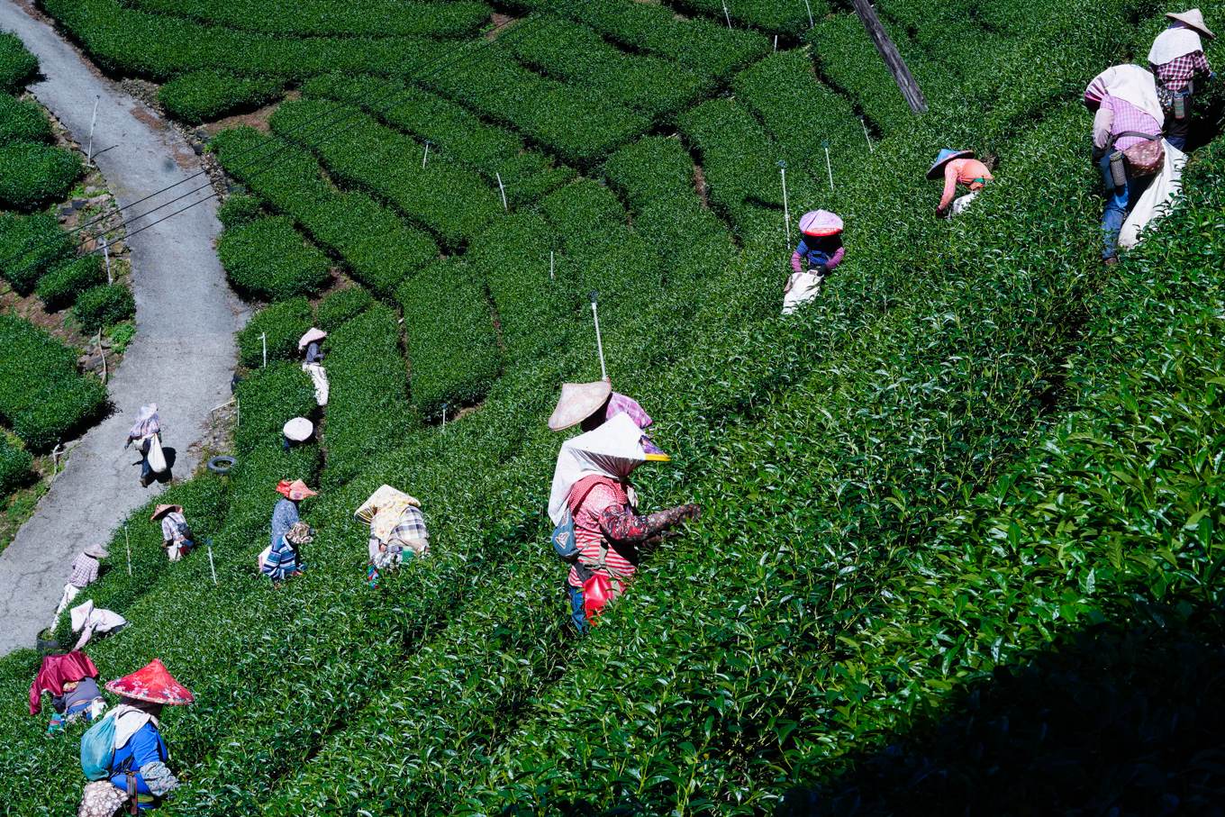 04 變調的高山茶》茶園愈爬愈高，超限利用最嚴重扭曲台灣茶產業｜上下游