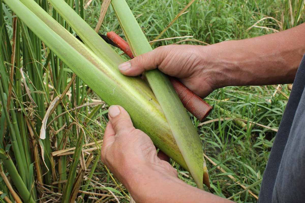 撥開外殼確認茭白筍狀況