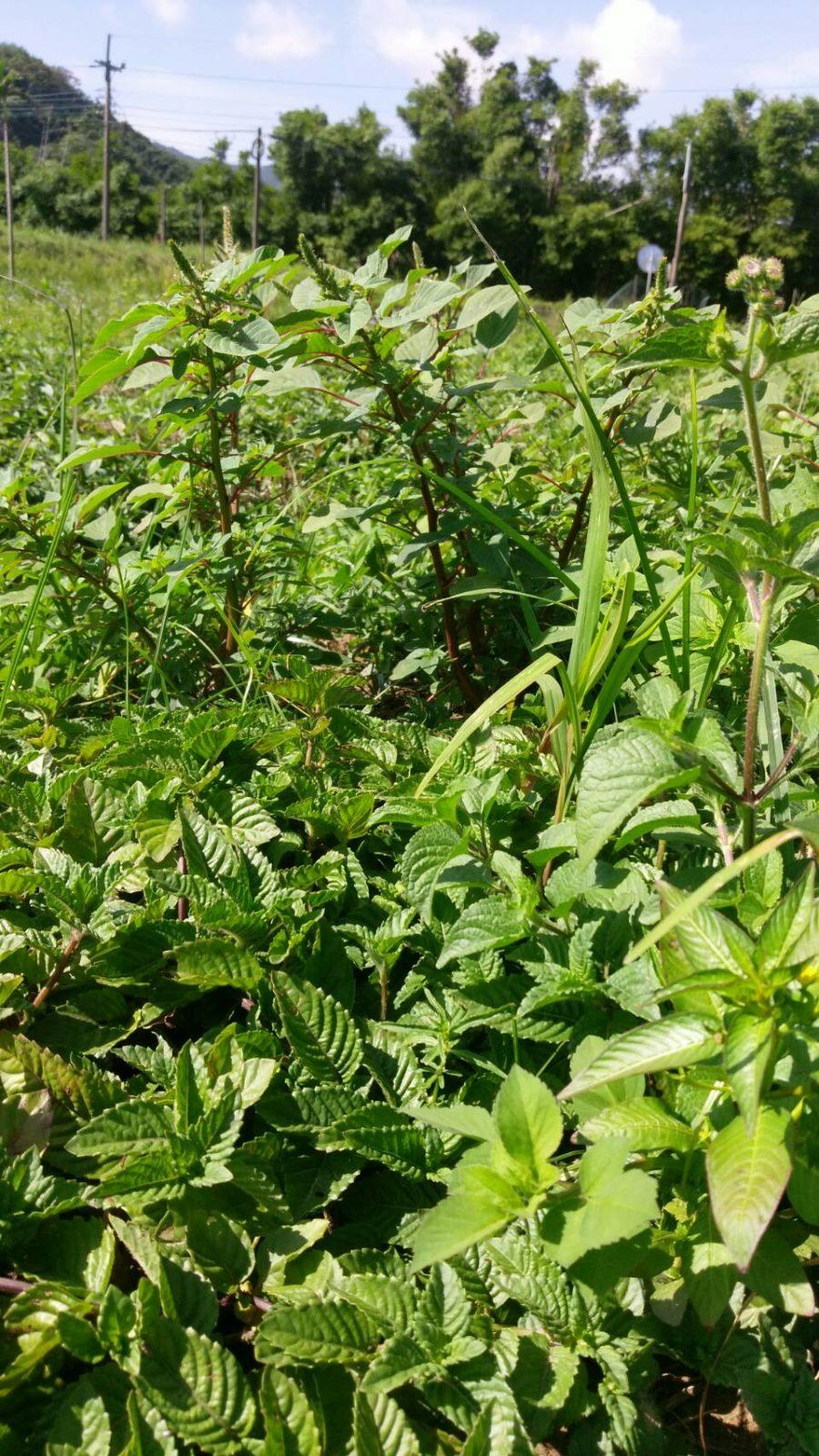 仙草茶 無糖濃縮 單瓶 上下游市集